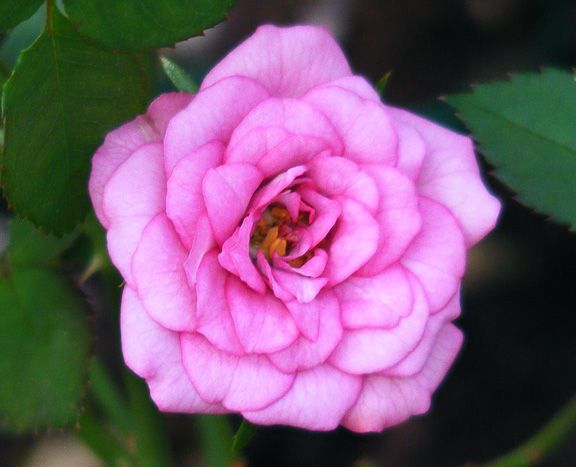 Always a Lady photo aal2013_08140053_zps5db2dd3b.jpg